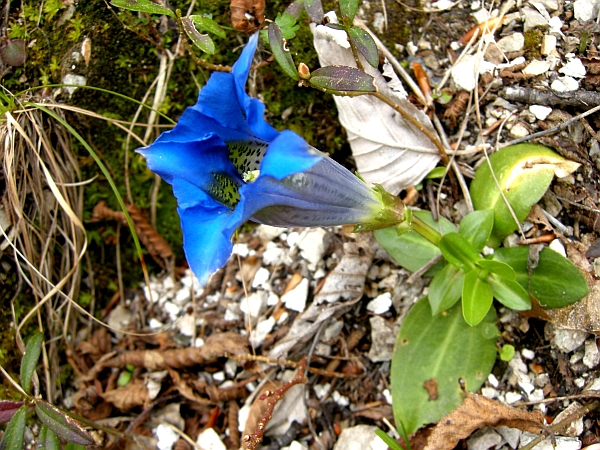 Gentiana dinarica / Genziana appenninica